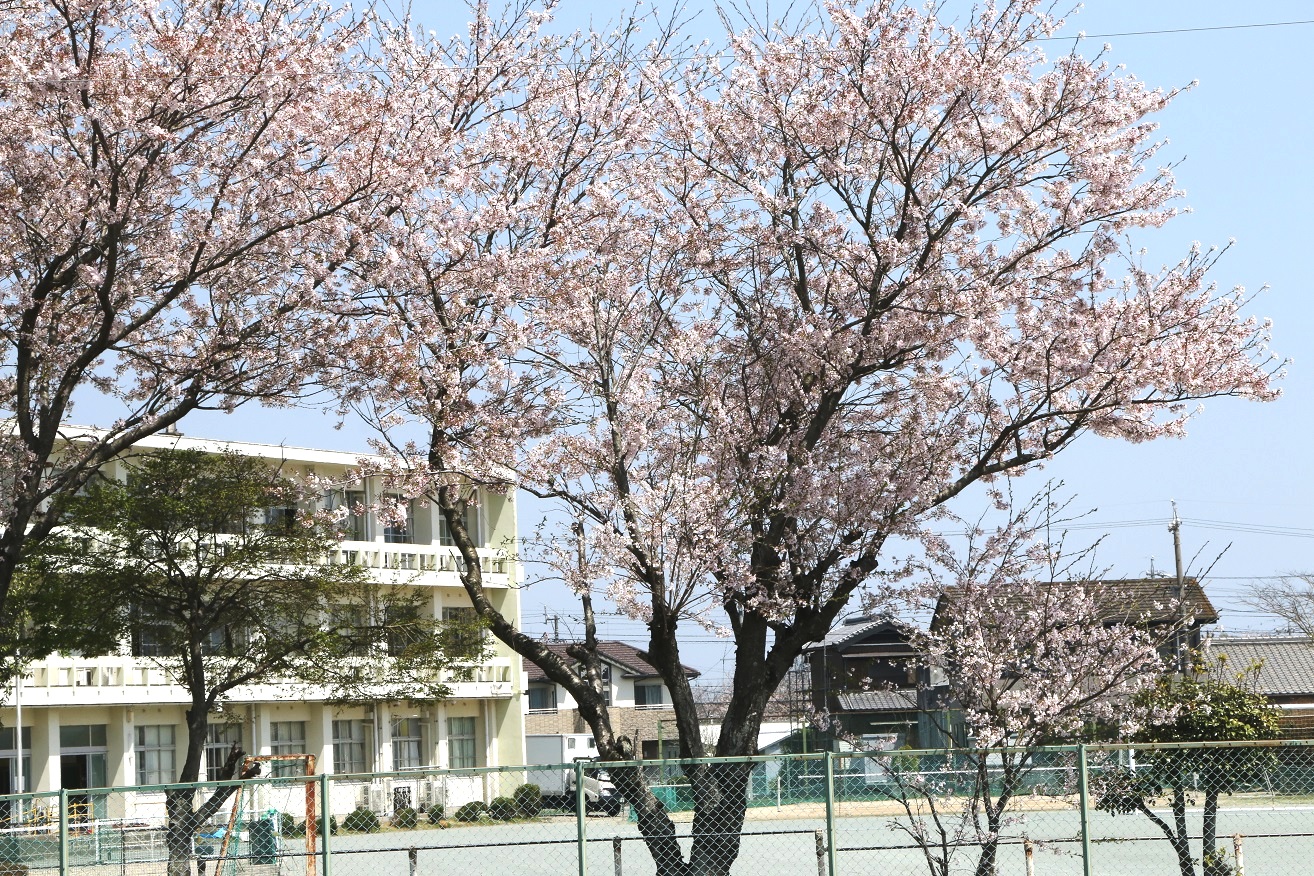 中学校とさくら